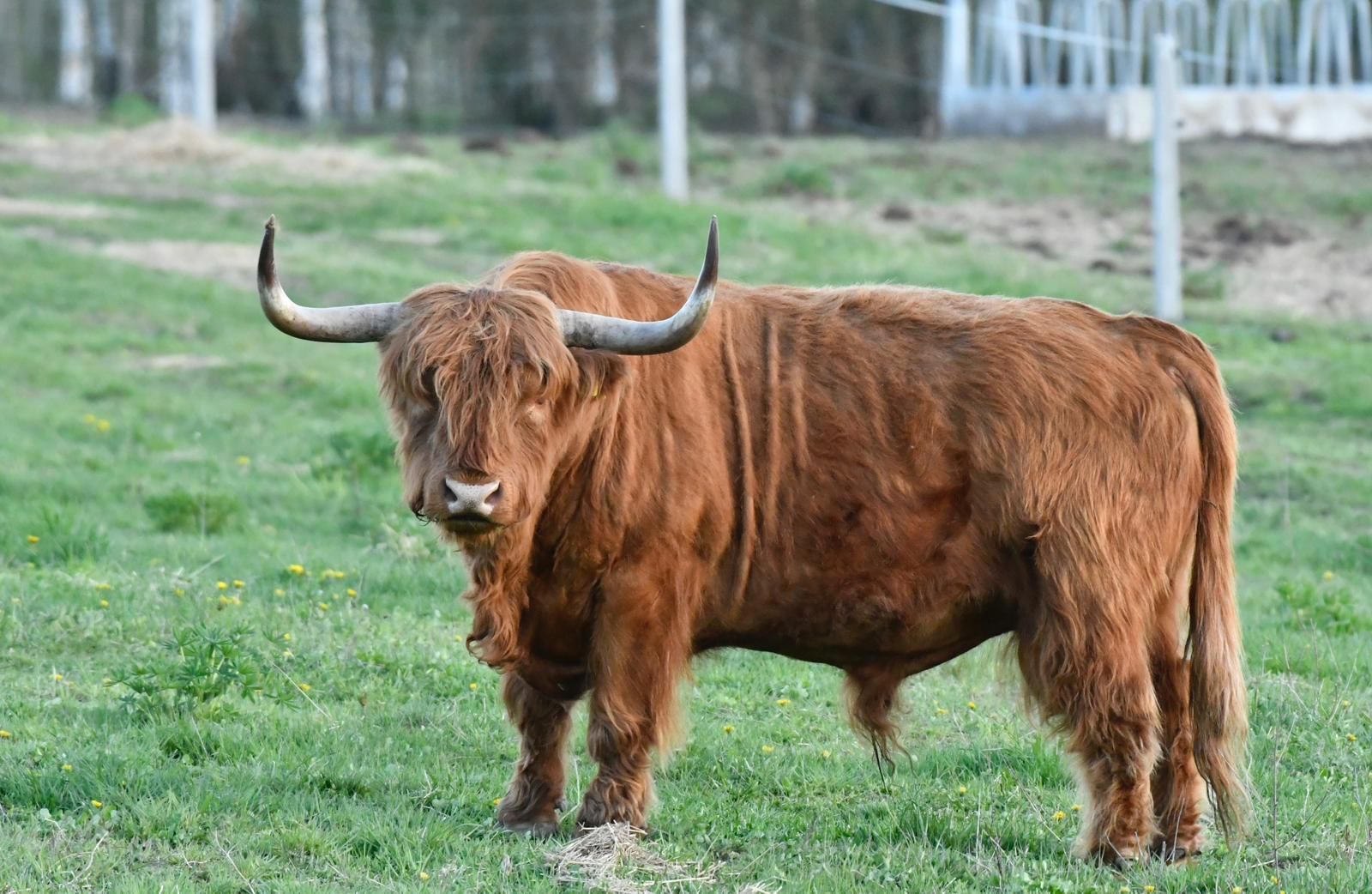 Highland Warmia — 56
