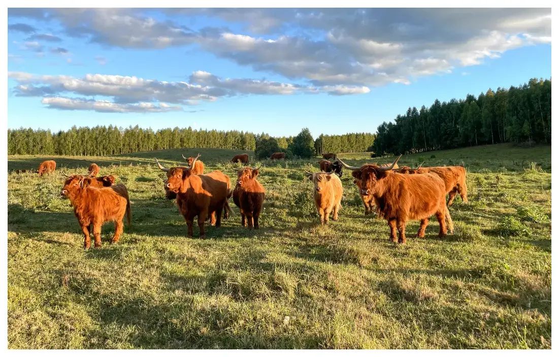 Highland Warmia — 57